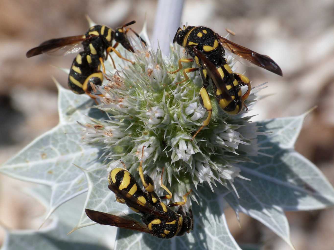 Femmina di Leucospis gigas